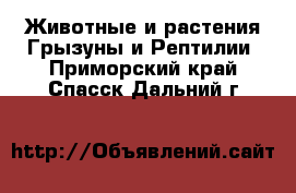 Животные и растения Грызуны и Рептилии. Приморский край,Спасск-Дальний г.